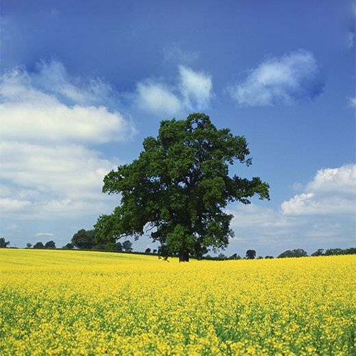 Brings the outdoors in