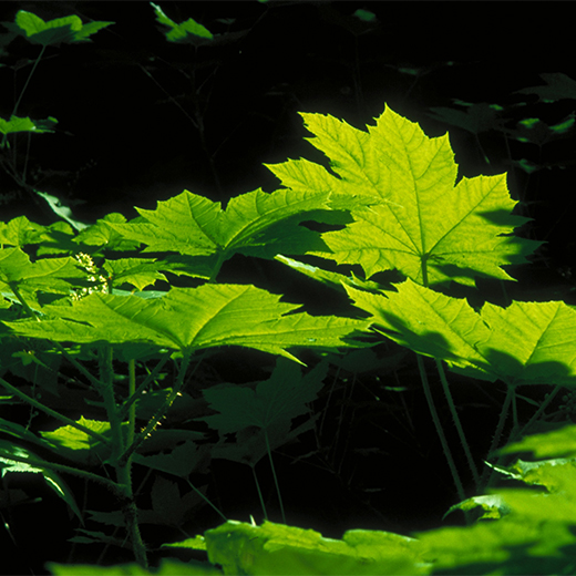 Environmentally friendly