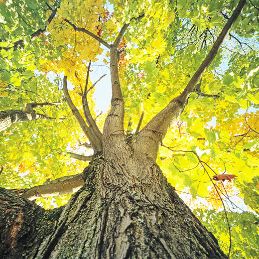 Green building information