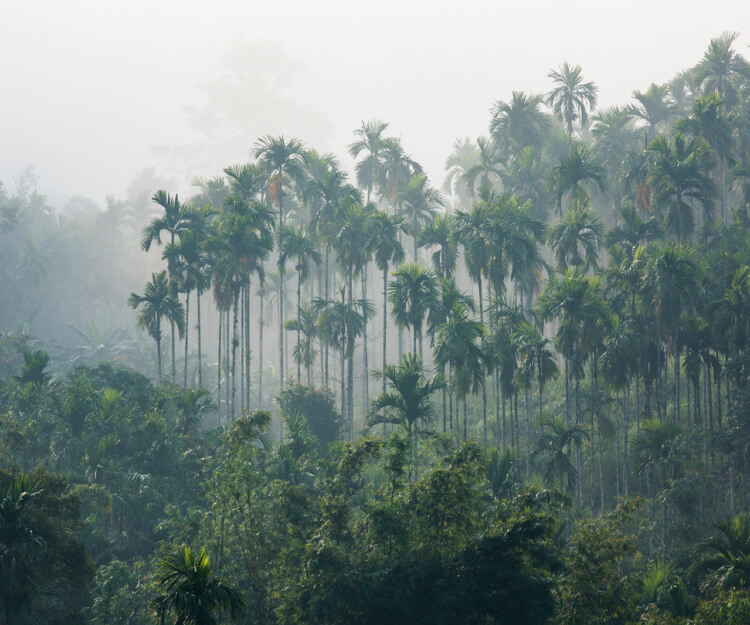 View of jungle trees